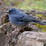 Blue Chaffinch